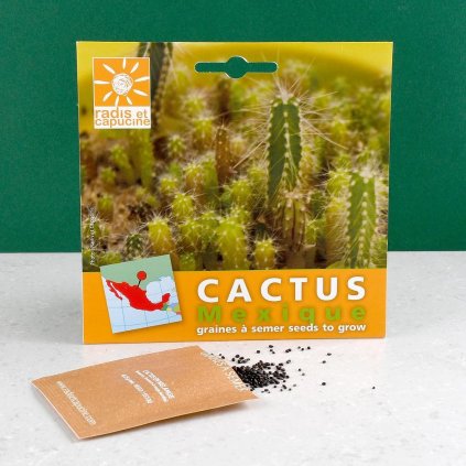 Kaktus