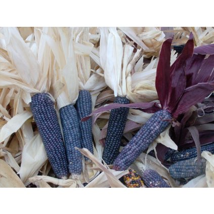 38883 1303 shades of blue 75689