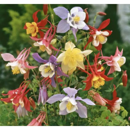 38889 1 screenshot 2025 02 10 at 16 05 10