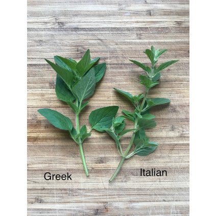 Greek oregano vs Italain