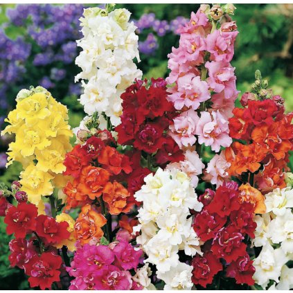 38898 screenshot 2025 02 10 at 15 26 22