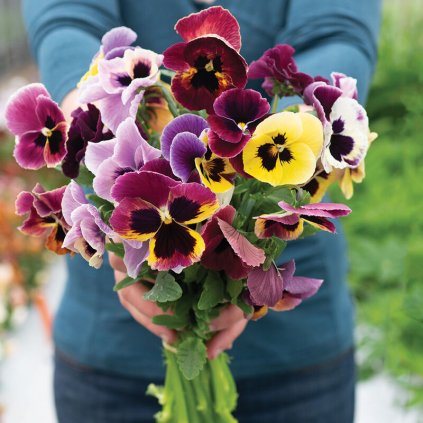 04931 01 aslsmeer king size mix viola