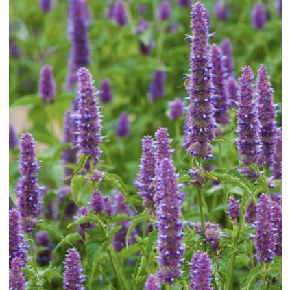 38904 1 screenshot 2025 02 09 at 20 31 34