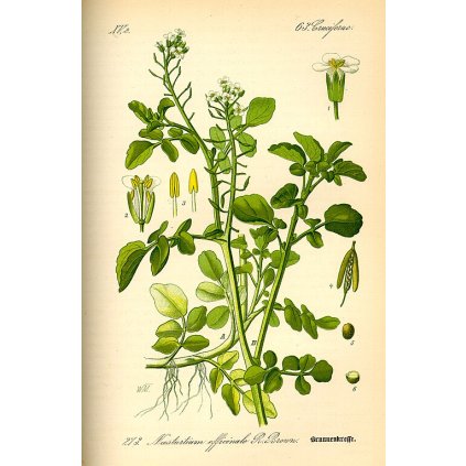 Illustration Nasturtium officinale0