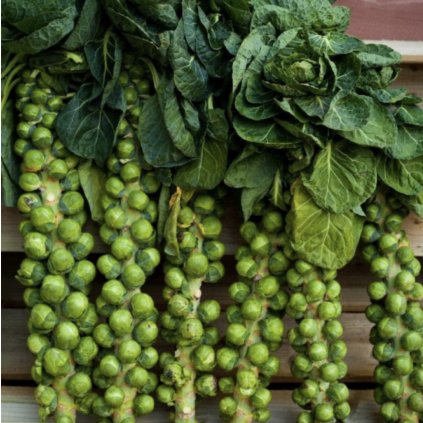 38922 1 screenshot 2025 01 27 at 19 22 43