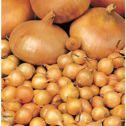 38925 screenshot 2025 02 10 180030