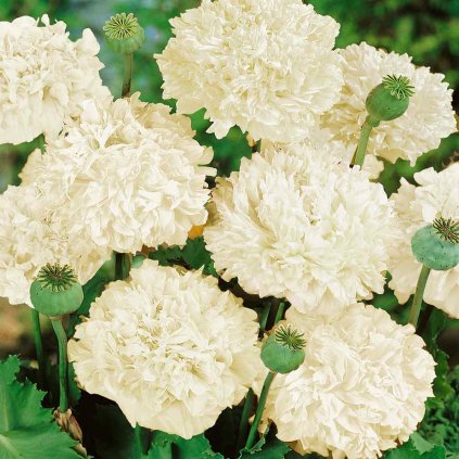 whitepeony4