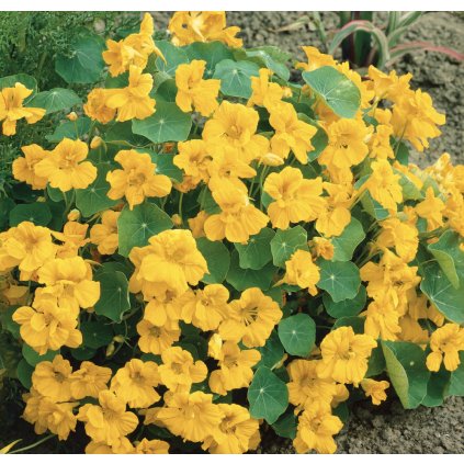 38979 screenshot 2025 03 02 at 17 55 16