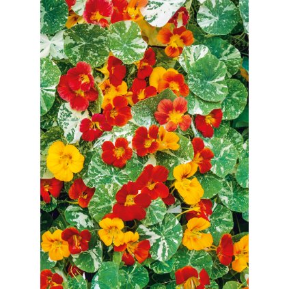38982 cropnast0112nasturtium alaskasemidoublemix dwarf