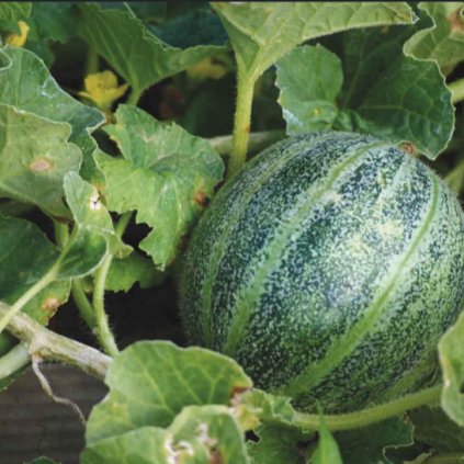 38994 1 screenshot 2025 04 09 at 17 10 40