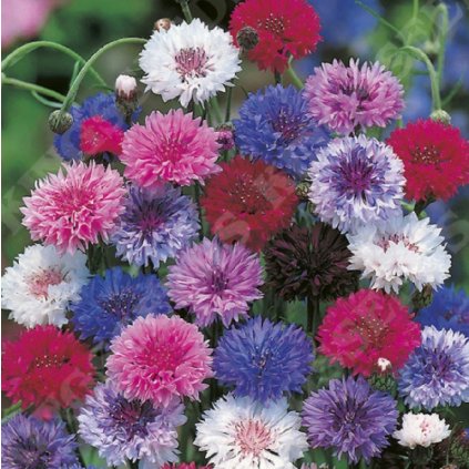 39003 screenshot 2025 05 30 at 16 58 42