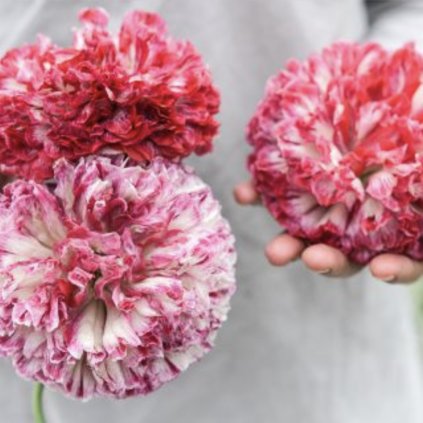 39015 screenshot 2025 02 10 at 23 51 57