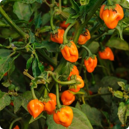 Pepper HabaneroOrange 56af71e1 573e 46d4 88e6 8fb7bf4c4973 1200x1200