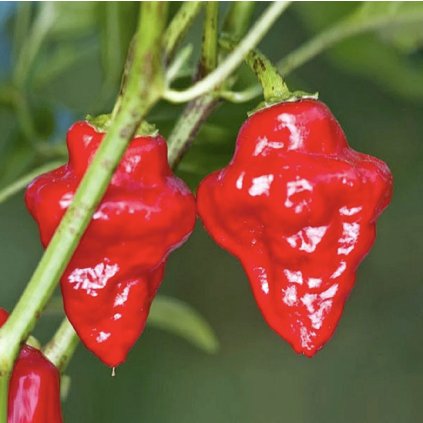 39075 screenshot 2026 01 13 at 14 52 27