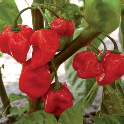 Habanero Red Tokita Pepper Seeds Hot 1