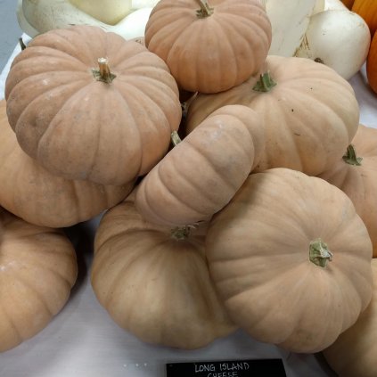 39105 long island cheese 2 2x