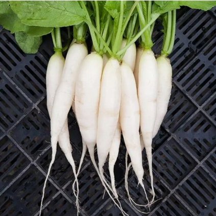 REDKEV DAIKON ZELENINA ODRUDA Z JAPONSKA SEMENA Druh rostliny redkve a redkvicky