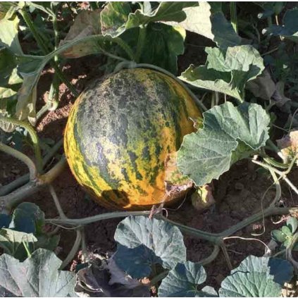 39615 screenshot 2025 03 03 at 21 21 58