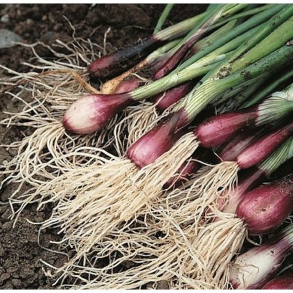 39645 screenshot 2025 03 02 at 18 43 57