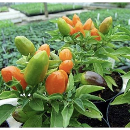 39666 screenshot 2025 03 06 at 0 22 52