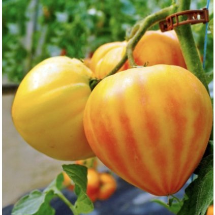 39708 1 screenshot 2025 03 03 at 21 36 06