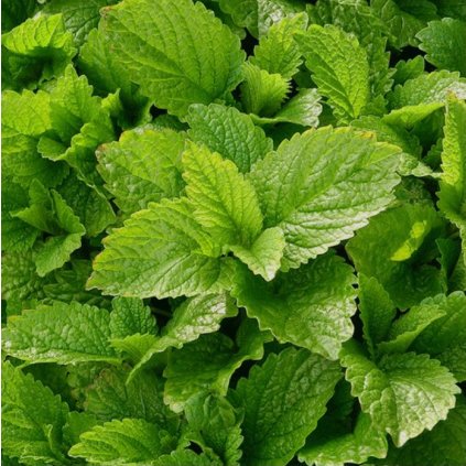 39711 screenshot 2025 06 05 at 15 09 56