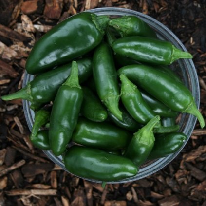 Jalapeno stock photo 600X600