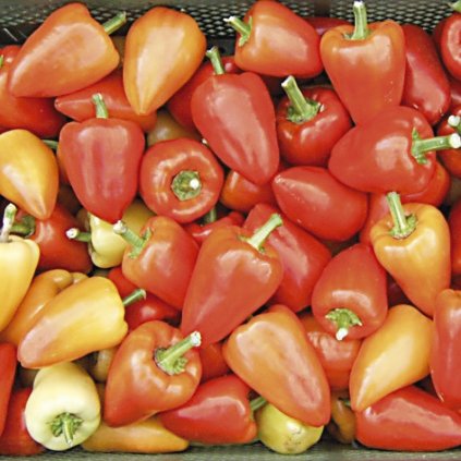 paprika somborchkina a