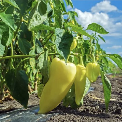 39993 screenshot 2025 03 11 at 16 41 18