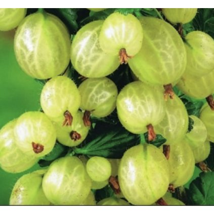 Screenshot 2025 04 09 at 22.52.09