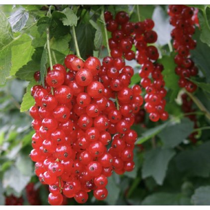 Screenshot 2025 04 15 at 17.03.41