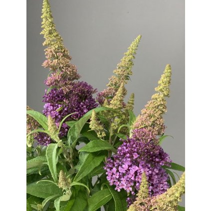 Motýlí keř zakrslý - CANDY® LITTLE LILA