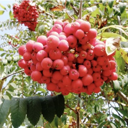 Screenshot 2025 04 17 at 1.01.34