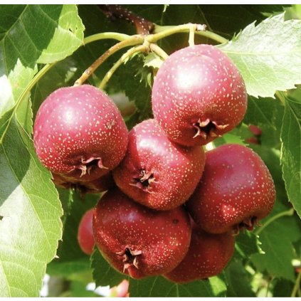 Screenshot 2025 04 17 at 9.58.28