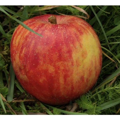 Screenshot 2025 04 17 at 10.30.49