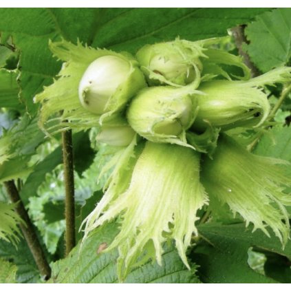 Screenshot 2025 04 18 at 8.28.13