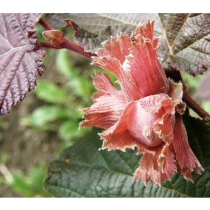 Screenshot 2025 04 18 at 8.30.05