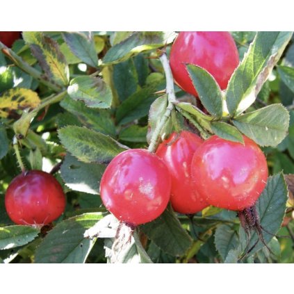 Screenshot 2025 04 18 at 8.41.42