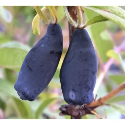 Screenshot 2025 04 18 at 8.50.17