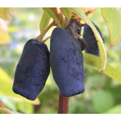 Zimolez kamčatský - JUGANA