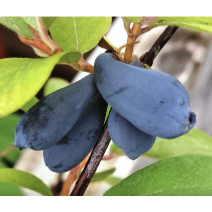 Screenshot 2025 04 18 at 8.55.40