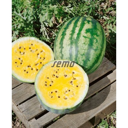 41031 2121 semo zelenina meloun vodni primagold2