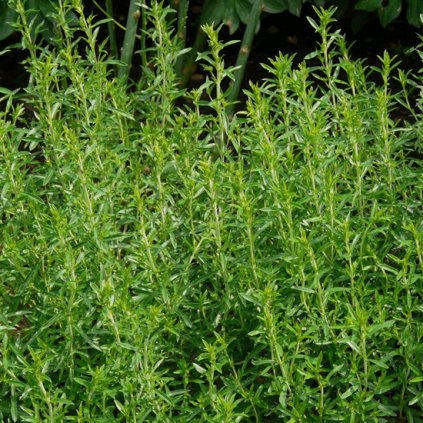 41112 saturejka horska