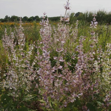 41118 salvej muskatova