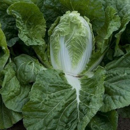 4123 zeli pekingske granat