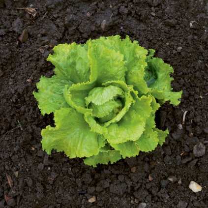 414 salat hlavkovy ledovy blondyn z parize