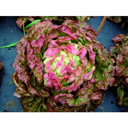 417 salat hlavkovy zazrak ctyr rocnich obdobi