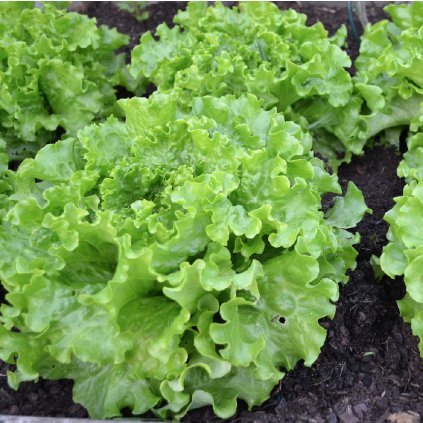 423 salat hlavkovy ledovy prazan