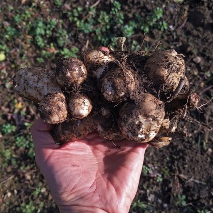 4264 topinambur 500g