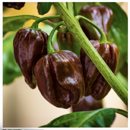 43293 paprika habanero chocolate